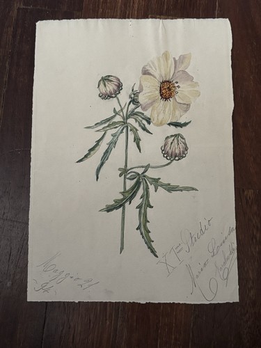 Antica stampa disegno - stampa,