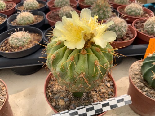 366 copiapoa haseltoniana - 366,