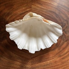 Tridacna Gigas grande vero