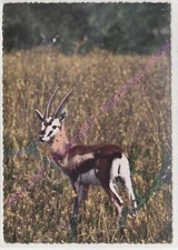 Cpsm Africa Fauna Africana Antilope EDT La Cartolina Africana