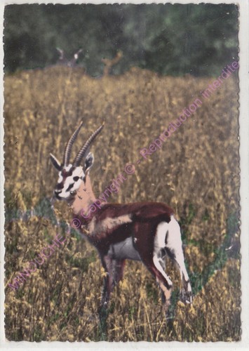 Cpsm africa fauna africana - cpsm,