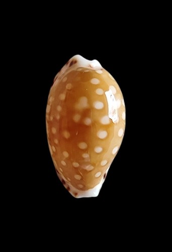 Shell conchiglia cypraea - shell,