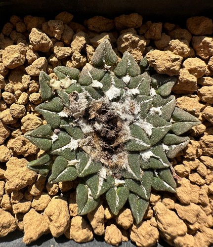 Ariocarpus kotschoubeyanus - , v