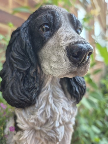 Realistic black white - black, cocker