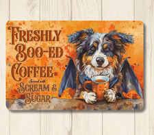 Australian Shepherd freshly