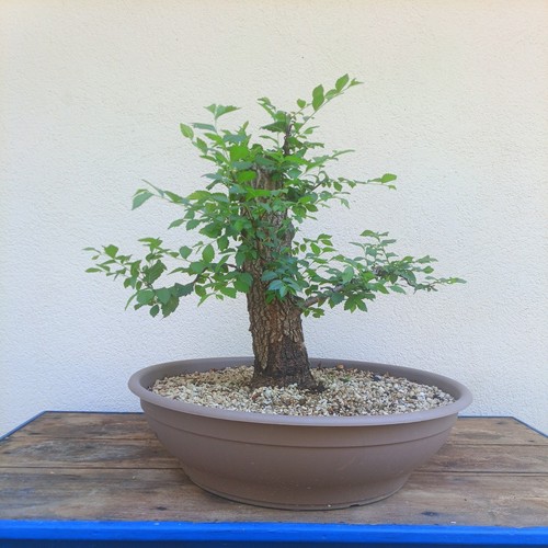 Bonsai xxl olmo - bonsai,