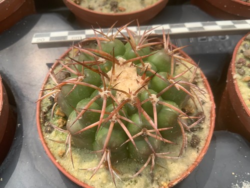 291 discocactus cangaensis - 291,
