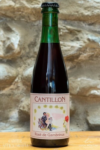 Rose gambrinus framboise - rose,