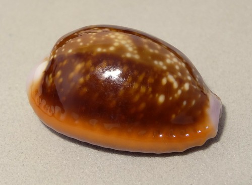 Lumaca mare cypraea helvola - mare,