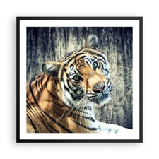 Poster 60x60cm India pietra tigre selvaggio Stampe Immagini Quadri Moderni