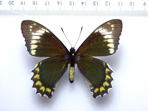 Entomologia farfalla battus - farfalla:,