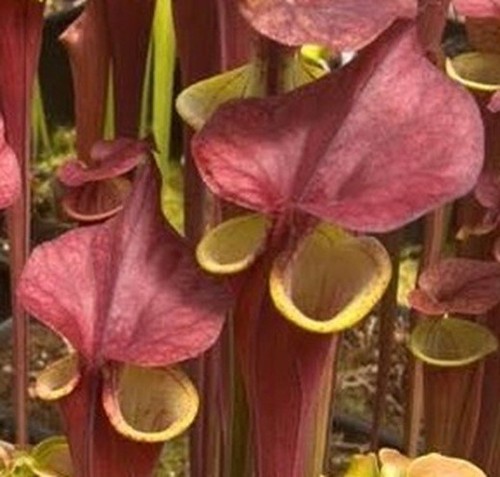 Sarracenia flava waccamaw - sarracenia,