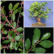 10 semi di Ficus americana