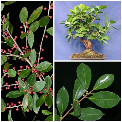 Semi ficus americana - 10,