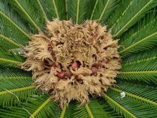 Semi di cycas
