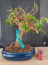 bonsai di bouganvillea h 39 cm