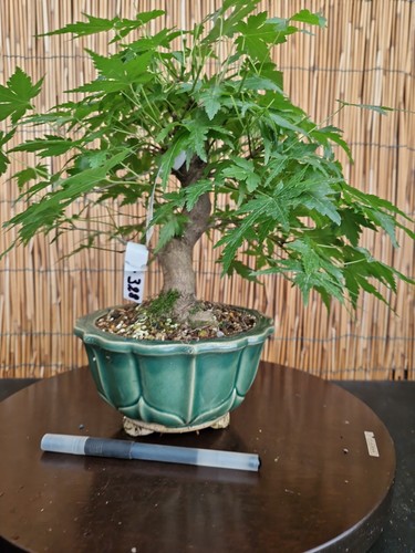 Bonsai acero yamamomijii h - di,