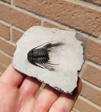 Stupendo trilobite Leonaspis sp. -marocco -originale- 