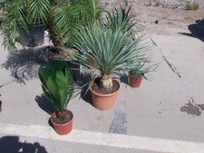 Yucca rostrata una bella - yucca,
