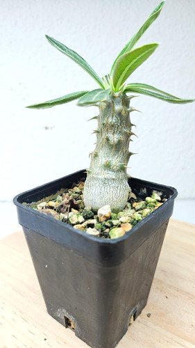 Pachypodium - , (ibrido)