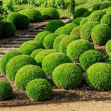 Bosso comune buxus - bosso, "buxus