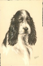 Dog Cocker Spaniel by