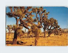 Cartolina Albero di Giosuè