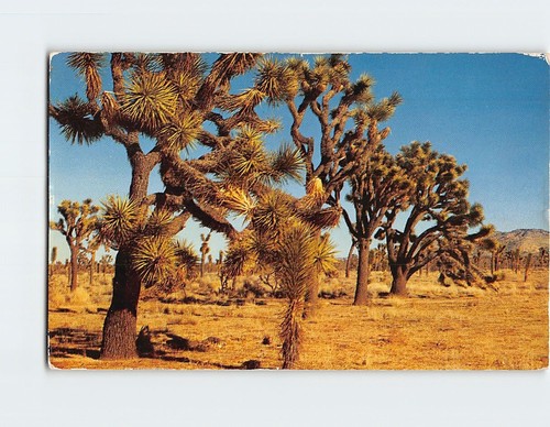 Postcard joshua tree yucca - postcard,
