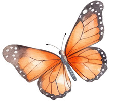 Adesivi auto sticker farfalla