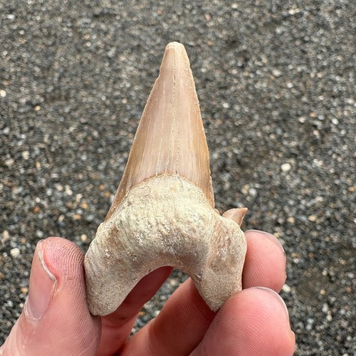 Fossil shark tooth otodus - tooth, 64mm