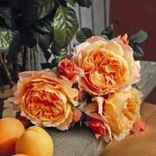 Pianta Rosa Capri, foto reali