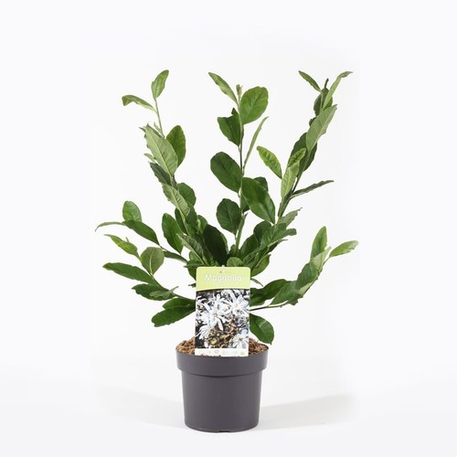 Magnolia giapponese - magnolia,