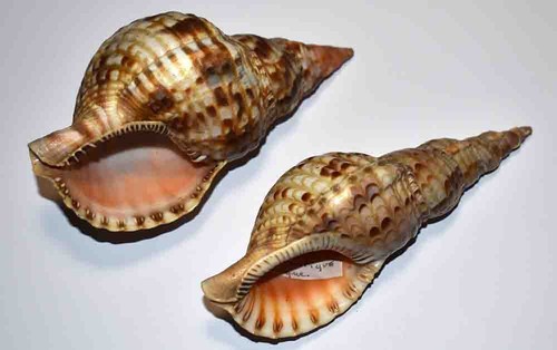 Sea shell ranellidae - sea,