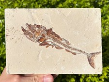 Scheletro pesce vipera
