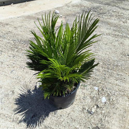 Pianta cycas revoluta - pianta,