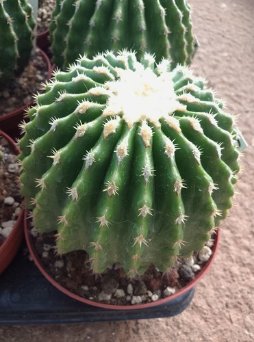 Echinocactus - , -🌵🌵