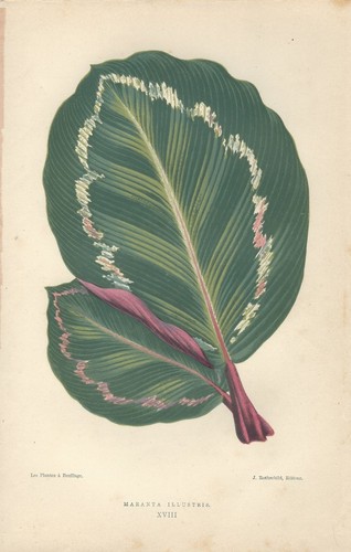 Stampa antica foglie - stampa, botanica