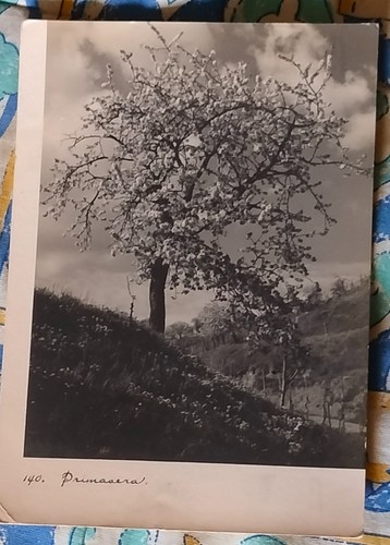 Primavera cartolina - primavera,