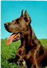 Cartolina Cane Alano Cecami 1010 1978  (R124) *