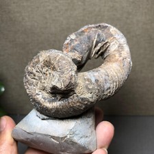 390 g ammonite naturale