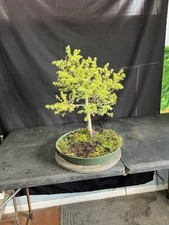 Seed Grown 12 Year-Old