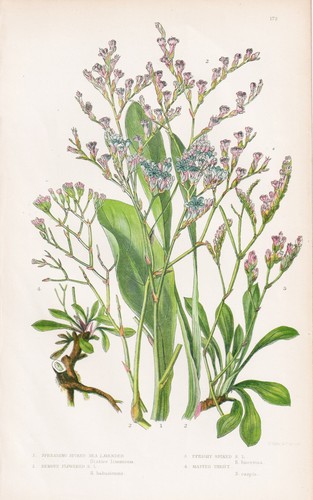 Statice limonium erbe fiori - statice,