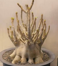 Caratteristica boutique