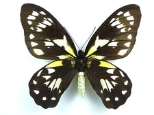 Ornithoptera victoriae