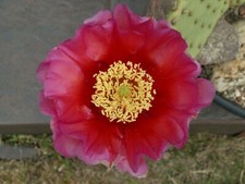 Opuntia X aurea ""Red Canyon""