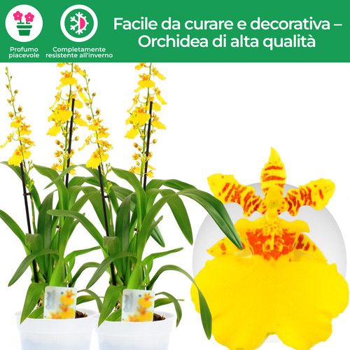 Piante orchidee interno - di,
