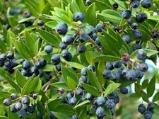 10 bacche di mirto nero di Sardegna - 100 semi circa