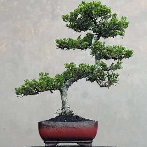 Albero vivo juniperus