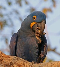 Hyacinth Macaw GLOSSY POSTER