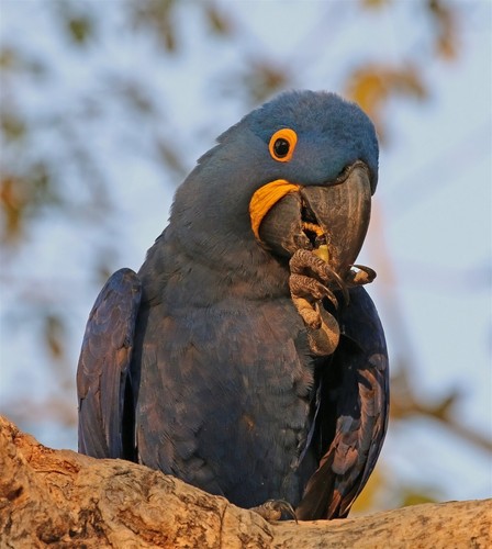 Hyacinth macaw glossy poster - hyacinth,
